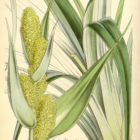 Astelia solandri unspecified picture