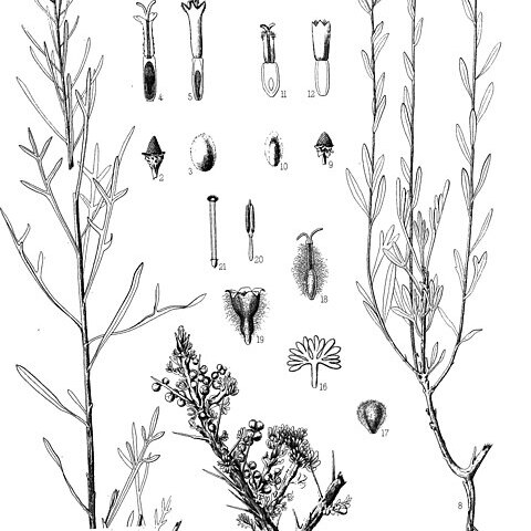 Artemisia albicans unspecified picture
