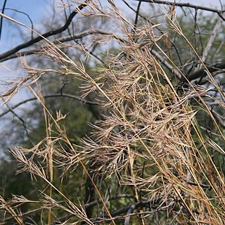 Hyperthelia unspecified picture