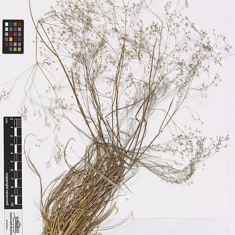 Agrostis lyallii unspecified picture