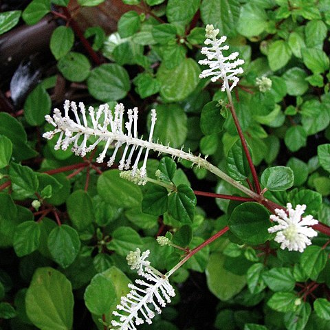Peperomia resedaeflora unspecified picture