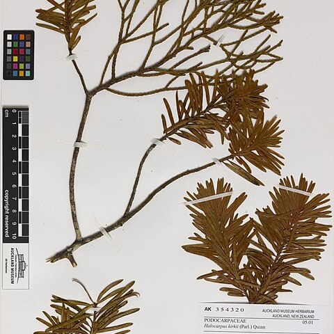 Halocarpus kirkii unspecified picture