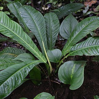 Anthurium ernestii unspecified picture