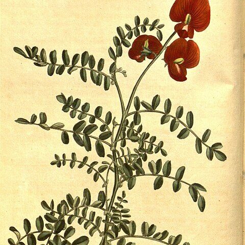 Swainsona galegifolia unspecified picture