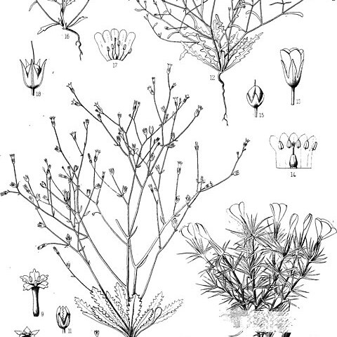 Aliciella micromeria unspecified picture