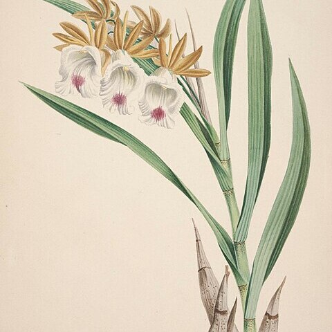 Galeandra nivalis unspecified picture