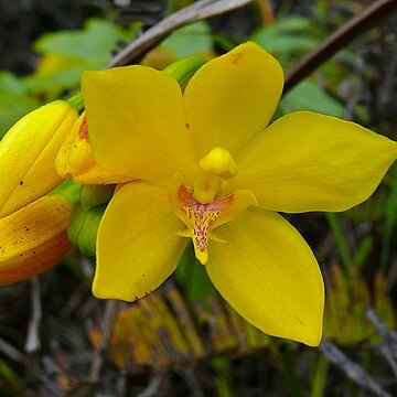 Spathoglottis aurea unspecified picture