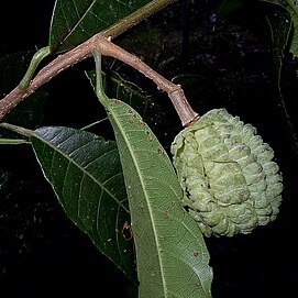 Carpotroche brasiliensis unspecified picture