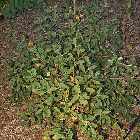 Exochorda unspecified picture