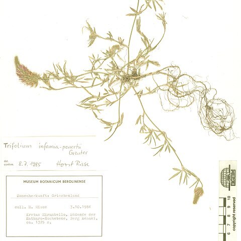 Trifolium infamia-ponertii unspecified picture