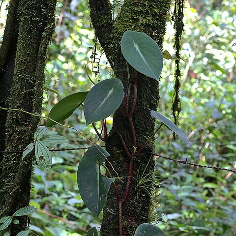 Peperomia choroniana unspecified picture