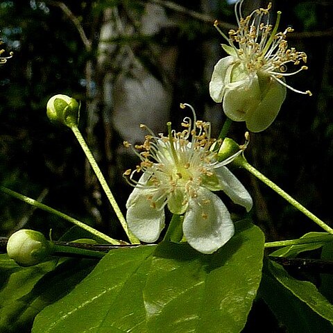 Campomanesia aromatica unspecified picture