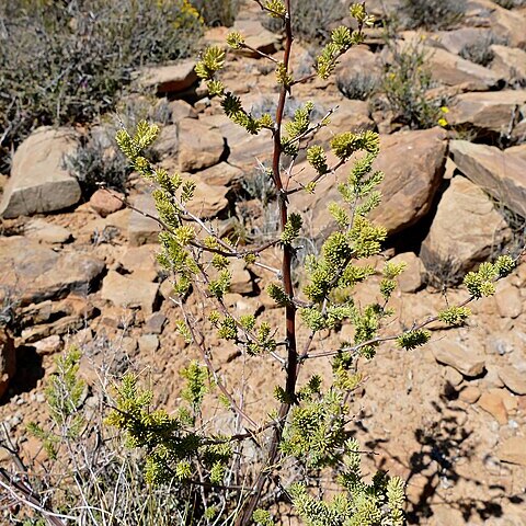Asparagus mucronatus unspecified picture