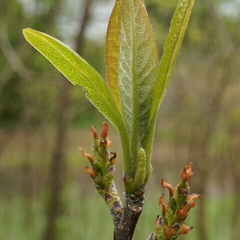 Leitneria unspecified picture