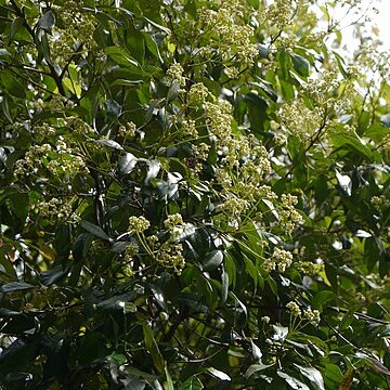 Walsura trifoliolata unspecified picture