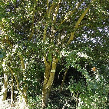 Dovyalis longispina unspecified picture
