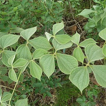 Dioscorea dregeana unspecified picture