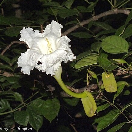 Dolichandrone serrulata unspecified picture