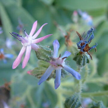 Caccinia unspecified picture