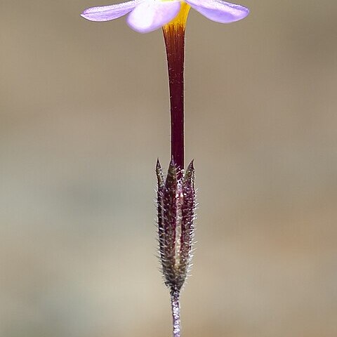 Leptosiphon rattanii unspecified picture