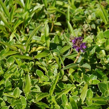 Flemingia nilgheriensis unspecified picture
