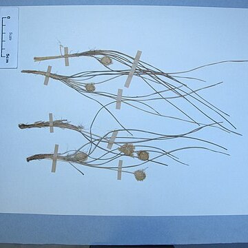 Lomandra leucocephala unspecified picture
