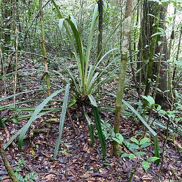 Disteganthus unspecified picture