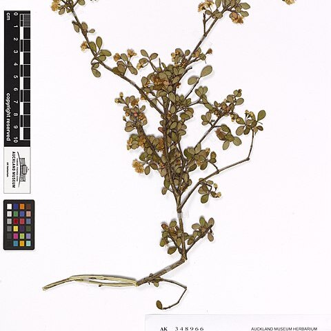 Neomyrtus unspecified picture