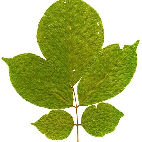 Millettia mossambicensis unspecified picture