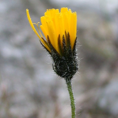 Hieracium kennethii unspecified picture