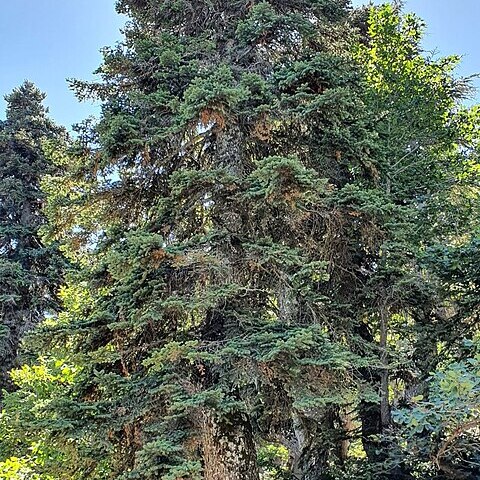 Abies numidica unspecified picture