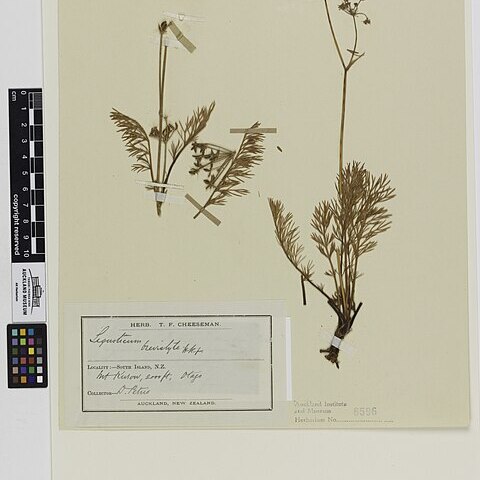 Anisotome brevistylis unspecified picture