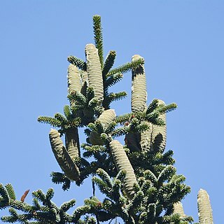 Abies numidica unspecified picture