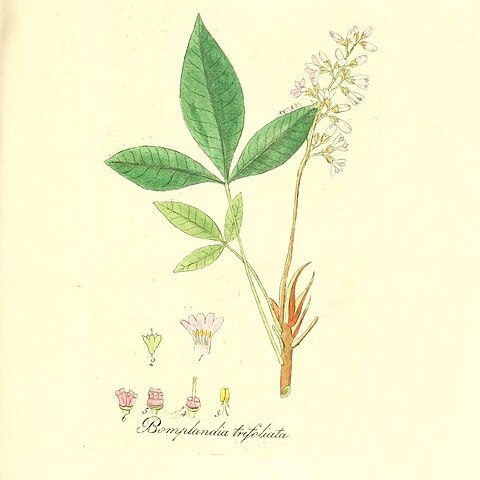 Angostura unspecified picture