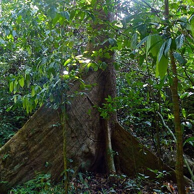Octomeles sumatrana unspecified picture