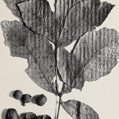 Quercus oocarpa unspecified picture