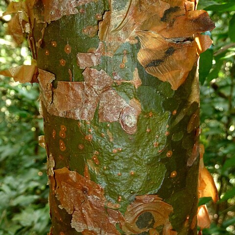 Commiphora harveyi unspecified picture