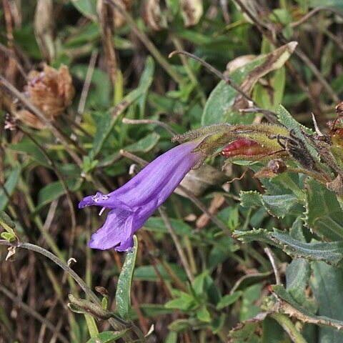 Penstemon montanus unspecified picture
