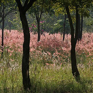 Pennisetum unspecified picture