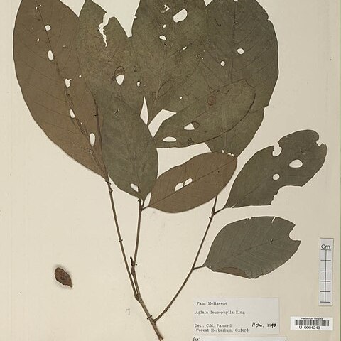 Aglaia leucophylla unspecified picture