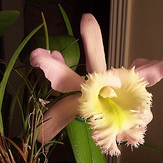 Scaphyglottis behrii unspecified picture