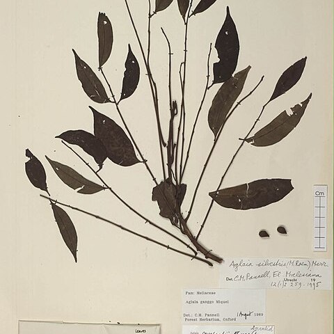 Aglaia silvestris unspecified picture