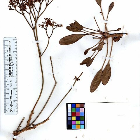 Eriogonum thompsoniae unspecified picture
