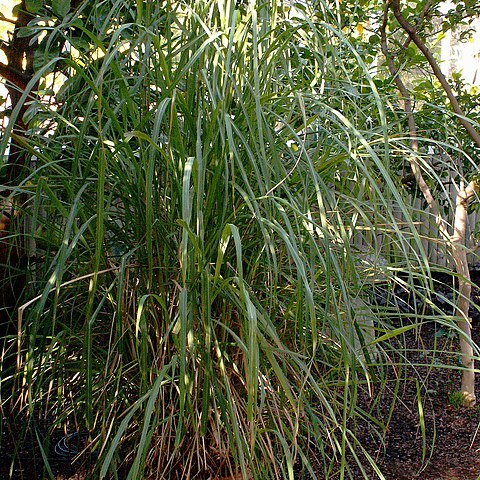 Cymbopogon flexuosus unspecified picture