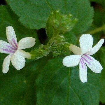 Priva cordifolia unspecified picture