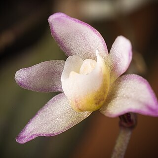 Thrixspermum saruwatarii unspecified picture