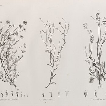 Anthemis melampodina unspecified picture