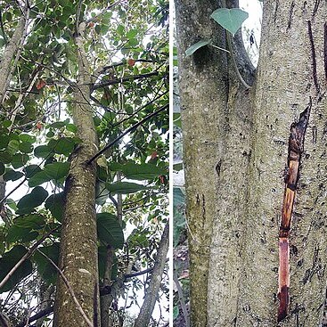 Croton floccosus unspecified picture