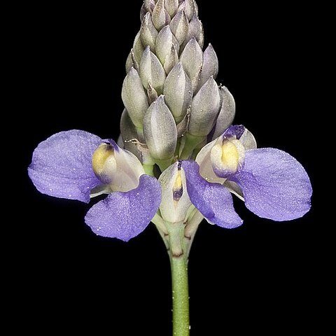 Comesperma calymega unspecified picture