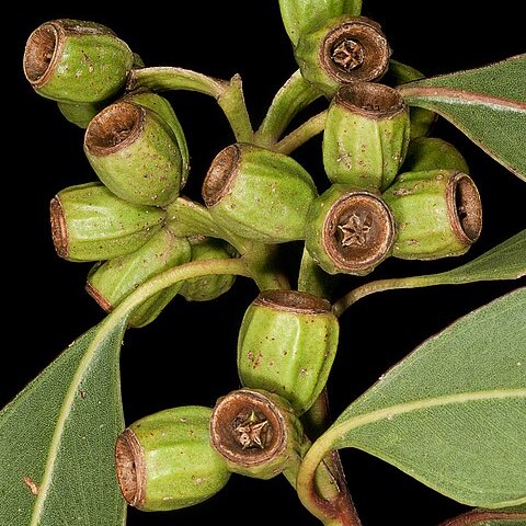 Eucalyptus angulosa unspecified picture